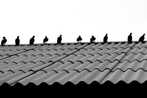 Asking-the-Roofers-in-Irving-TX-How-Pest-Birds-Can-Damage-a-Roofing-System